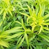 【宿根草】松村園芸さんのクリスマスローズ　フェチダス　ゴールドブリオン　5号【イングリッシュガーデン】