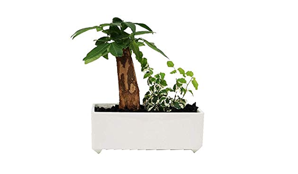 Amazon 土を使っていないから衛生的でお部屋のインテリアにぴったり お世話簡単 炭の力でマイナスイオン効果も ハイドロカルチャー 観葉植物 寄せ植え二種 パキラ プミラ 横長白鉢 炭 観葉植物 オンライン通販