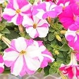 【ハンギング】 ペチュニア　リボン　ピンクバイカラー　2株セット　【花壇】