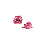 florever　フロールエバー　フレッシュルックベイビーローズ　ニューヨークピンク　12輪　Φ2.5～3.5cm　 プリザーブドフラワー　Baby Rose　New York Pink