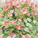 【多年草】 　ディアシア　ダーラ　ディープサーモン　2株セット　【コンテナガーデン】【ハンギング】