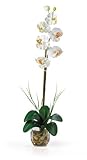 Nearly Natural 1104-CR Single Phalaenopsis Liquid Illusion Silk Flower Arrangement, Cream by Nearly 