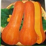 10 Seeds wishful pumpkin seeds Vegetable Seeds