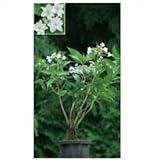 オンリーワン　植栽・美しい花　アジサイ・スミダノハナビ【隅田の花火】　WP3-YSB023G6