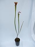 食虫植物　Sarracenia alata f.red throat （サラセニア アラータ レッドスロート）