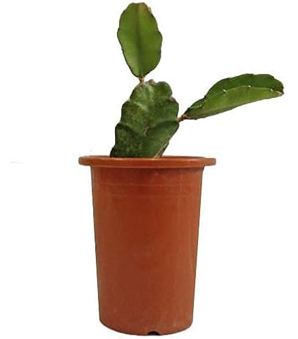 ドラゴンフルーツ苗（コニーマイヤー）１ｍサイズ7本 ドラゴンフルーツ苗（コニーマイヤー）1mサイズ7本 ドラゴンフルーツ