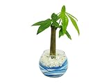花市場直送便 パキラ(カラーサンド植え) バブルボール8cm ブルー