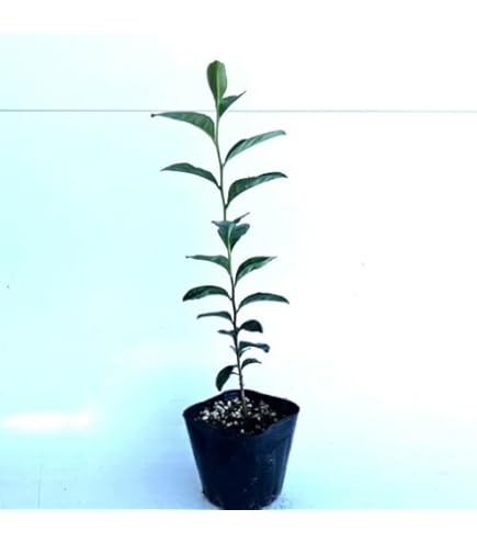 白樺の苗木 1.4メートル 10本+小苗10本 山葡萄苗木セット 白樺苗木