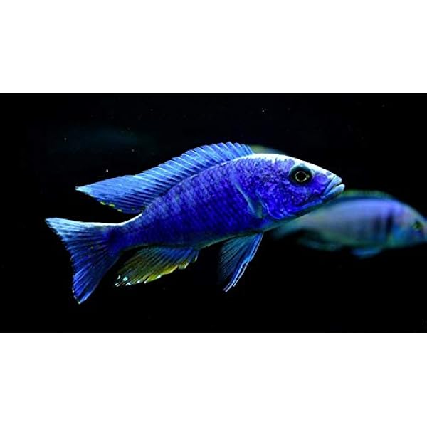 22福袋 熱帯魚 アフリカンシクリッド Hapl アーリー 匹 4cm 観賞魚生体 Www Cosmopharmaint Com