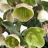 【宿根草】　クリスマスローズ　ウィンターベル　5号鉢　【イングリッシュガーデン】