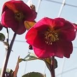 【メリクロン】　クリスマスローズ 　アンナズレッド　5号鉢　【イングリッシュガーデン】