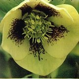 【耐寒性】【宿根草】　クリスマスローズ　シングル　黄スポット系　　【イングリッシュガーデン】