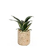 l'arbre blanc サンスベリア 観葉植物 本物 育てやすい ミニ おしゃれ【お部屋に合う陶器鉢が選べる】ピンクベージュ