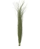 ヴェルモント ベアグラス ハーブグリーン 50ｇ