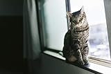 猫になってしまう人間を愛してしまった夏の日: 彦星に猫から人間にされてしまった少女・・あなたは最後に全ての真実を知る (ライトノベル)