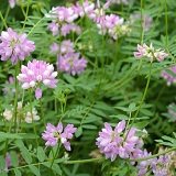 【耐寒性】【宿根草】　クラウンベッチ （コロニラ　バリア）　2株セット　【イングリッシュガーデン】【グランドカバー】