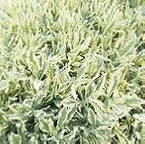 【ハーブ】　ラベンダー　メルロー　2株セット　【イングリッシュガーデン】