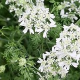 【耐寒性】 オルラヤ　（オルレア グランデフロラ） 2株セット　【イングリッシュガーデン】