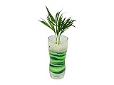 花市場直送便 テーブルヤシ(カラーサンド植え) プチベースD グリーン