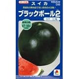 スイカ 種 【 ブラックボール2 】 種子 200粒