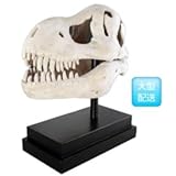 FRP　T-Rexの頭骨 / T-Rex Skull on Base　【恐竜オブジェ　博物館オブジェ