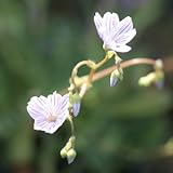 レウイシア・コロンビアナ