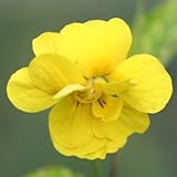 八重咲きキスミレ