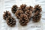 ~Coco Heart~　松かさ　ナチュラル　Ｍサイズ10個（木の実・ドライフラワー）