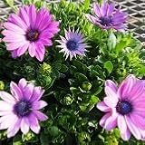 オステオスペルマム　アキラ　ラベンダーシェード　2株セット　【花壇】【コンテナガーデン】