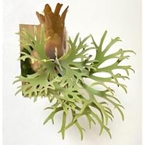 ビカクシダ　ウイリンキー　ナノ　スポアー　4個セットA Amazon.co.jp: frog_yamato【willinckii Nano】ウィリンキー