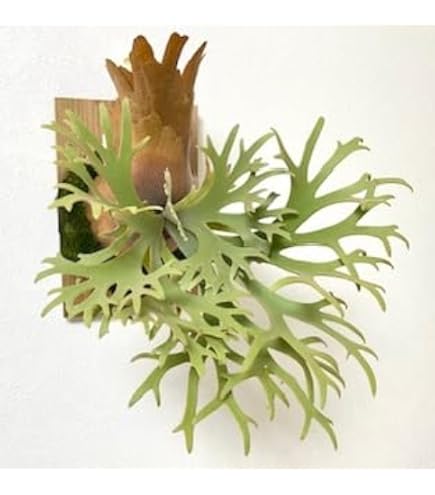 Amazon.co.jp: ビカクシダ、ウィリンキー ドワーフ サラマンダー苗①