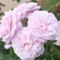 Amazon Co Jp バラ苗 エンジェルハート 国産新苗植え替え6号スリット鉢 つるバラ Cl 四季咲き大輪 ピンク系 Diy 工具 ガーデン