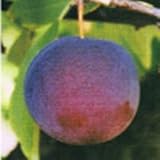 スモモ（プラム）：ハリウッド4～5号ポット[紅葉と桃花がきれいな紅スモモ授粉樹にも][苗木] ノーブランド品