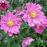 【耐寒性】【多年草】　シュウメイギク　プリンツ　ハインリッヒ　（秋明菊） 2株セット　【花壇】