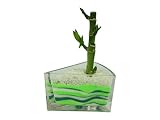 花市場直送便 ミリオンバンブー(カラーサンド植え) ケーキ グリーン