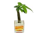 花市場直送便 パキラ(カラーサンド植え) ブロックM 黄色/オレンジ