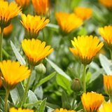 【耐寒性】　カレンジュラ（冬知らず）　2株セット　　【花壇】【コンテナガーデン】