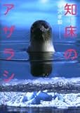 知床のアザラシ