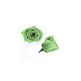 florever　フロールエバー　フレッシュルックベイビーローズ　アップルグリーン　12輪　Φ2.5～3.5cm　 プリザーブドフラワー　Baby Rose　Apple Green