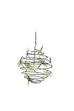 Ancient Graffiti ANCIENTAG87041 Dragonflies Verdigris Copper Small Hanging