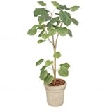【人工植栽】　タカショー グリーンデコ鉢付 ウンベラータ　1.8m　GD-154