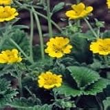 【耐寒性】【宿根草】 ポテンティラ ゴールデンスターリット 2株セット 【イングリッシュガーデン】【グランドカバー】