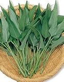 【エンツァイ種子】中国野菜 エンツァイ(あさがおな、空心菜) 小袋(13ml) (サカタのタネ)