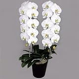 胡蝶蘭 ホワイト ロッキー２本立