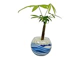 花市場直送便 パキラ(カラーサンド植え) バブルボール10cm ブルー