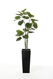 GREENPARK ウンベラータ FRP BK エコストーン 造花 フェイクグリーン