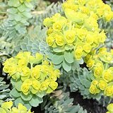 【耐寒性】【多年草】ユーフォルビア　ミルシナイツ 2株セット　【イングリッシュガーデン】【グランドカバー】【ハンギング】