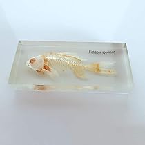 魚の標本 手のひらサイズ 魚の標本 手のひらサイズ 61ZeHPz1PxL._UF350,350_QL80_.jpg