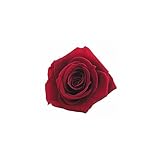 florever　フロールエバー　フレッシュルックメディアナローズ　ワイン　8輪　Φ4～5cm　 プリザーブドフラワー　Mediana Rose　Wine