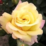 バラ苗 ピース 国産新苗植え替え6号スリット鉢 ハイブリッドティー(HT) 四季咲き大輪 黄色系